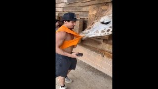Hungry Giraffe Eating A Man's Shirt