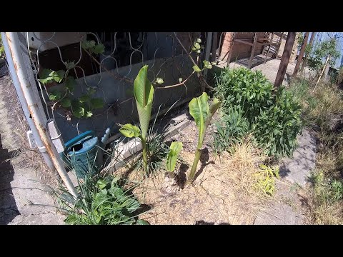 Видео: Зимняя защита для пальм - Как укрыть пальмы на зиму