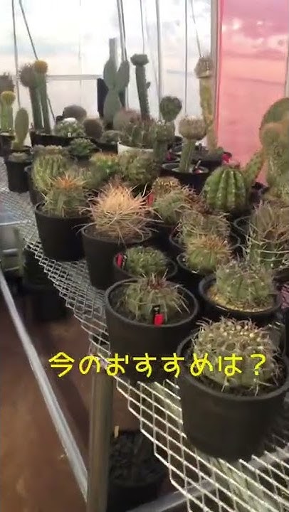 はやけんtv Youtube