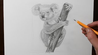 how to draw a koala bear for beginners pencil drawing