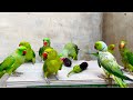 Parrot's Talking and Eating 🍆 Vegetables & Soft Food | Natural Food Eating Parrot