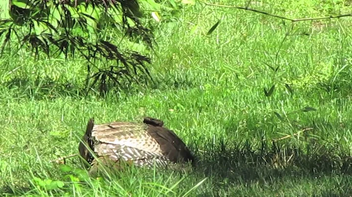 Turkey Dust Bath