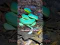 Two Striped Forest Pit Viper #PitViper #SnakeShorts #WildlifeEncounters #VenomousBeauty #SnakeLovers