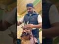 Kasm che cha mouni #kashmirisongs #love #duet #singerarsh