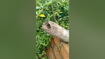 Cây cà gai Leo trị bệnh gan