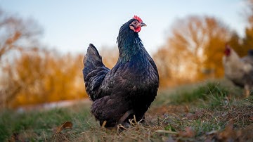 Using Chickens to Enrich the Garden