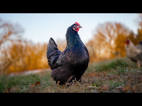 Using Chickens To Enrich The Garden