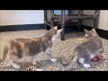 Rainy  robin   adorable little dilute calico kittens