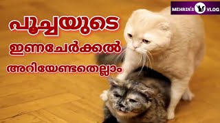 Cat Mating Symptoms Malayalam | പൂച്ചയെ ഇണചേർക്കൽ എല്ലാം അറിയാം #mehrinscatvlog #persiancatvlog