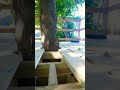 building a treehouse #treehouse