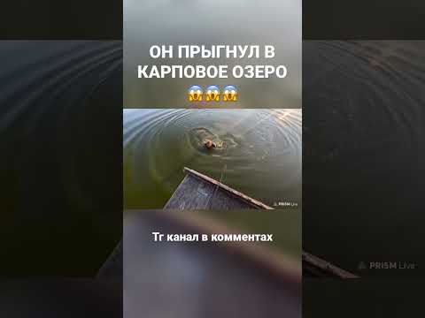 Прыгнул в карповое озеро