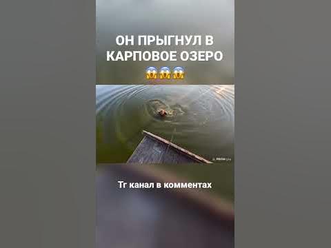 Прыгнул в карповое озеро - YouTube