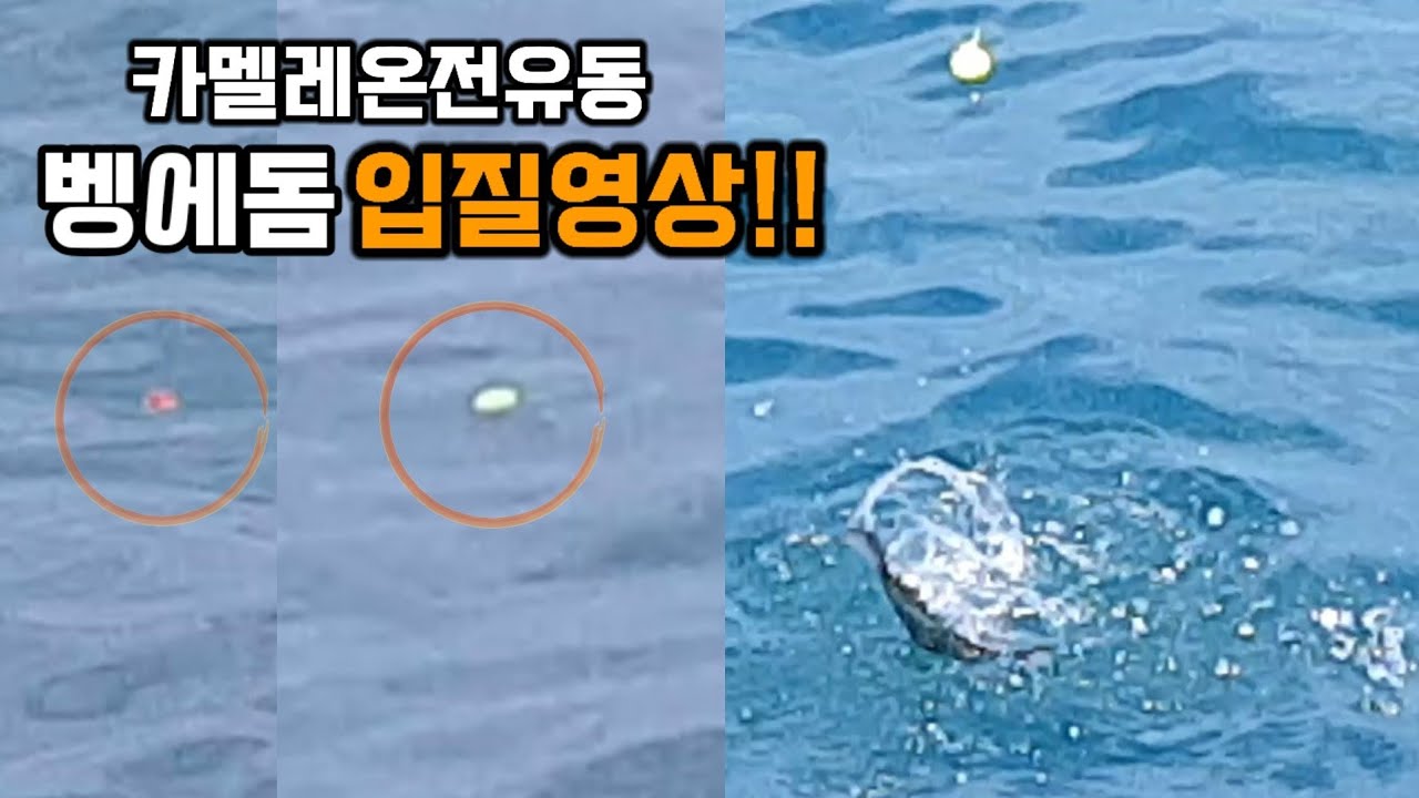 카멜레온튜닝찌 입질영상