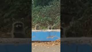 These Racoons Are  So Funny