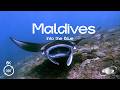 Maldives in 16K 360° VR | Whale Sharks, Manta Rays &amp; Coral Reefs (Apple Vision Pro)