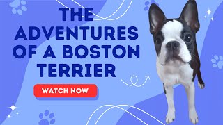 The Adventures of a Boston Terrier (Secret)