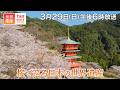 【TBS世界遺産】桜で巡る日本の世界遺産【3月29日午後6時放送】