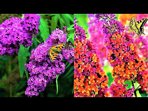 Βίντεο: Πληροφορίες Showy Rattlebox - Μάθετε για την τοξικότητα της Crotalaria και τον έλεγχό της