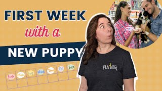 Puppy Schedule Getting Through The First Week by How To Train A Dream Dog 3,141 views 1 month ago 9 minutes, 28 seconds