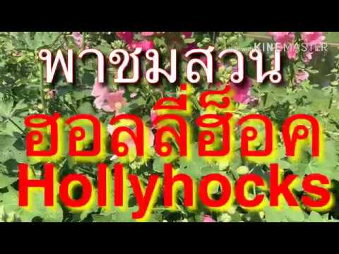 วีดีโอ: ฮอลลี่ (47 ภาพ): ฮอลลี่ใบกว้างและฮอลลี่, พืชชนิดอื่น, คำอธิบายของพุ่มไม้และผลเบอร์รี่, ฮอลลี่ที่เขียวชอุ่มตลอดปีและอื่น ๆ ในการออกแบบภูมิทัศน์