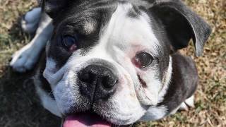 Sacramento SPCA - Giving More than Shelter