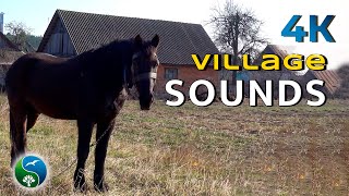 BEAUTIFUL Spring Morning in the Village | VILLAGE SOUNDS and Village Sounds | Sounds of Nature