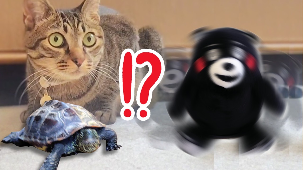 爆笑】初めてくまモンを見た猫と亀の反応がヤバすぎたww【The