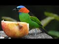 SAÍRA-MILITAR - Red-necked Tanager - Brazilian Birds