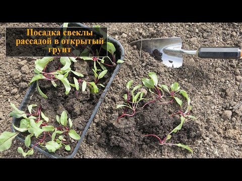 Посадка свеклы рассадой в открытый грунт