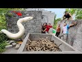 Brave soldiers used high-tech snake detectors to locate the giant python's nest.