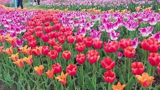 Skagit Valley Tulip Festival …Spring..Seattle Washington