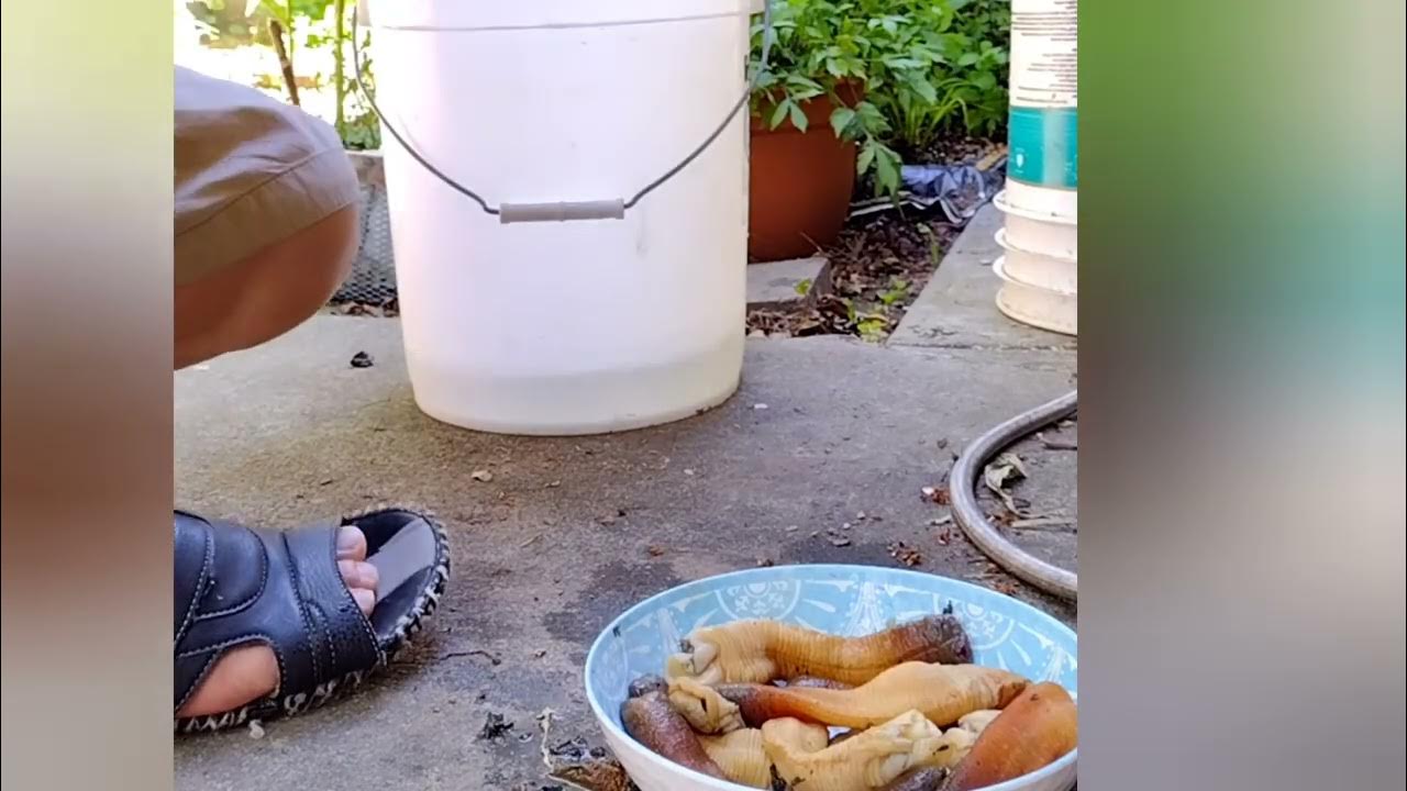 Horse clams digging and cooking, Humboldt Bay in Eureka Ca YouTube
