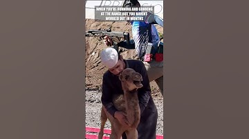 Range Day Can Be Hard Sometimes #memes #camel #funny #military #running