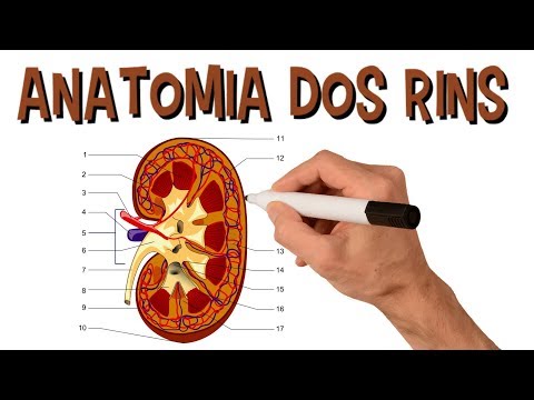 Vídeo: Quais estruturas são encontradas no hilo do rim do porco?