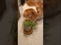 My giant fur baby trying to eat cat grass for his first time