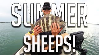 Catching Summertime Sheepshead in the intense heat! (7th_evan_fishing is back!)