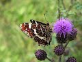 May - Butterflies and flowers-...