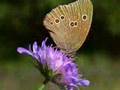 May - Butterflies and flowers- Mozart Symphony No 40