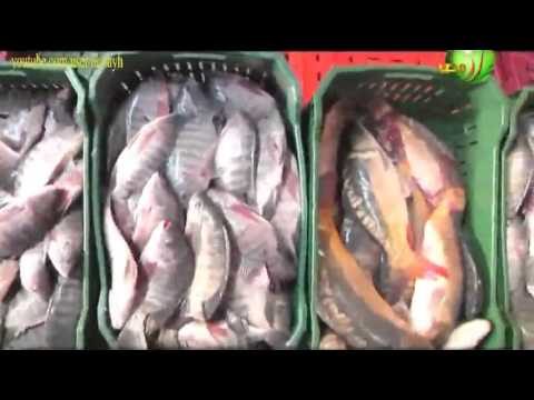 فائدة سمك البلطى النيلى المفضل لاستزراع السمكى