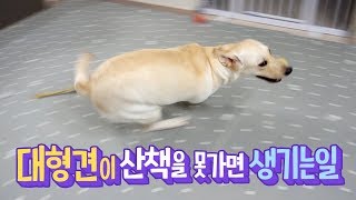 ENG SUB _ What Happens When a Large dog Can't Go For a Walk