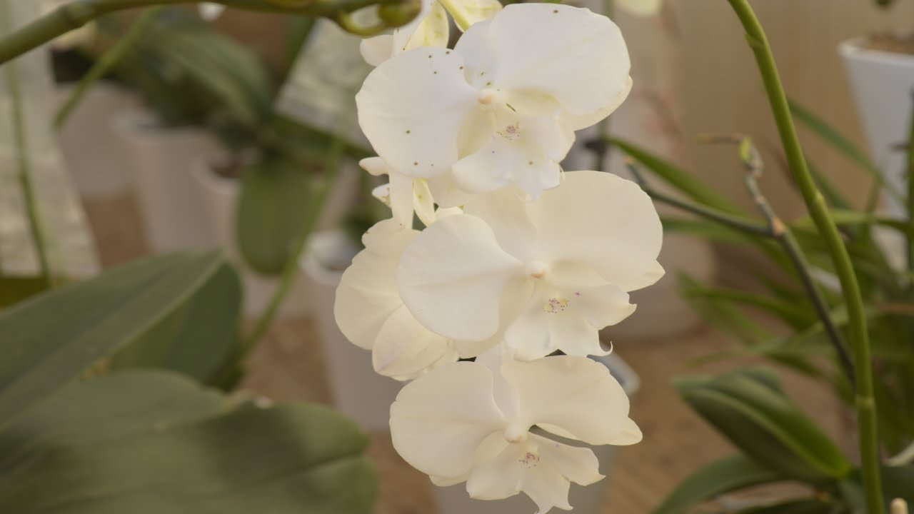УЗНАЙТЕ АЗЫ!!!! ПОЛИВ ОРХИДЕИ! КОРНИ ОРХИДЕЙ ПОСЛЕ ПЕРЕСАДКИ! HOW TO WATER ORCHIDS! GARDEN