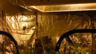 MG420: Week 5 flower and some upgrades 1080p