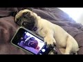 Funny Dogs but only Pug Videos | Pug Compilation 4 - InstaPugs