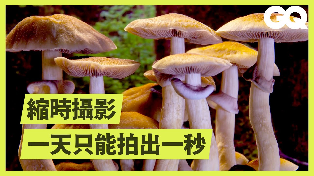 Netflix推蕈菇縮時影片看點在哪？療癒片《美妙蕈菇》製作團隊揭秘 How Mushroom TimeLapses Are Filmed
