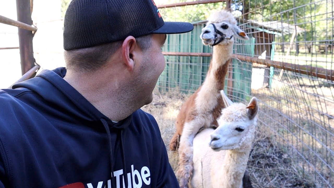 Apacas Porr Filmer - Apacas Sex Apacas Porr Filmer - Apacas Sex