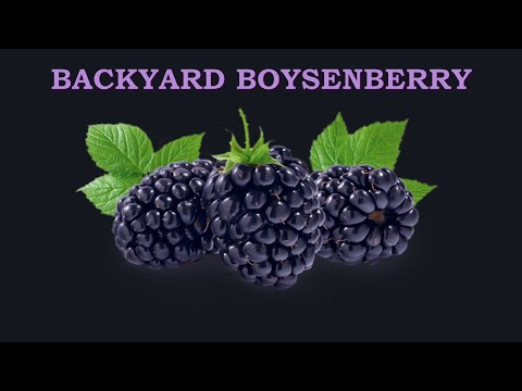 Video: Pag-trim ng Boysenberry - Alamin Kung Paano Pugutan ang mga Boysenberry Sa Hardin