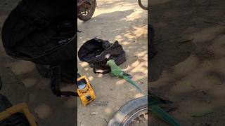 #today #villagelife #happiness #கிளி #vinayagantenkasi #tamil #vlog #villagevlog #ஆரியங்காவூர்