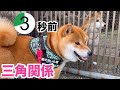 三角関係!穏やかな時間3秒前