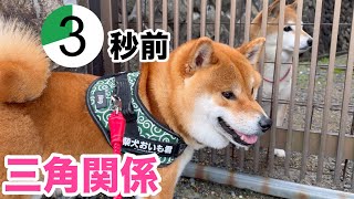 三角関係！穏やかな時間3秒前