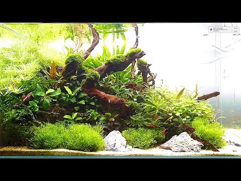 In-Store 60cm Nature Aquarium by Dave Pierce